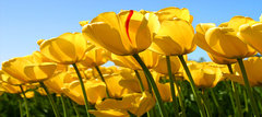 2a tulipan.jpg